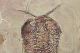 Bavarilla Trilobites With Preserved, Segmented Antennae #213196-2